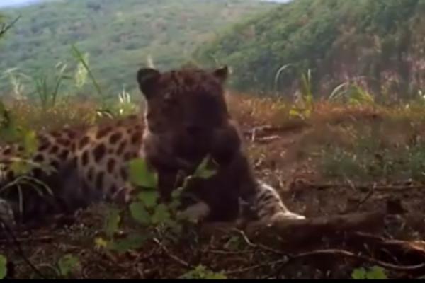 SNIMLJENA NAJREĐA MAČKA NA SVETU: Istorijski momenat! (VIDEO)