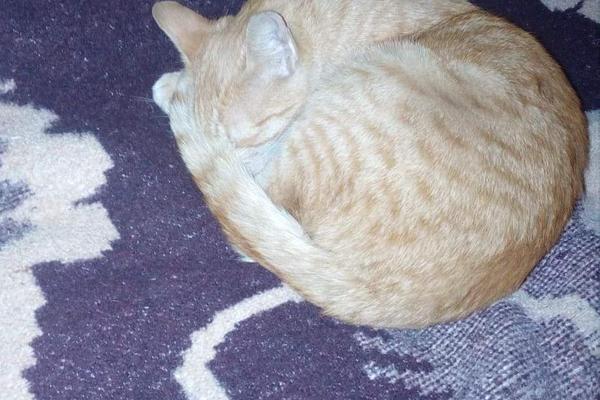 O MAČKU GILETU PRIČA CELA SRBIJA: Tri godine ga nije bilo, a onda se iznenada pojavio na vratima! (FOTO)