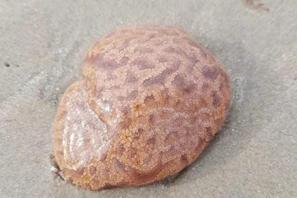 NA PLAŽI UGLEDALA ČUDNO LJIGAVO STVORENJE: Kad ga je dotakla, desio se UŽAS! Evo šta je ovo (FOTO)