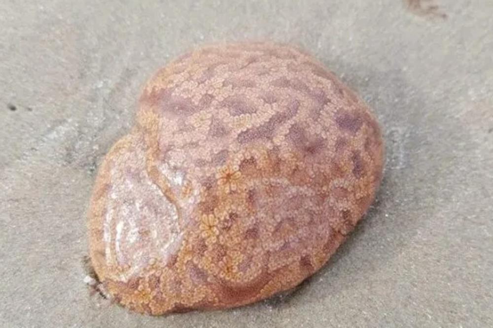 NA PLAŽI UGLEDALA ČUDNO LJIGAVO STVORENJE: Kad ga je dotakla, desio se UŽAS! Evo šta je ovo (FOTO)