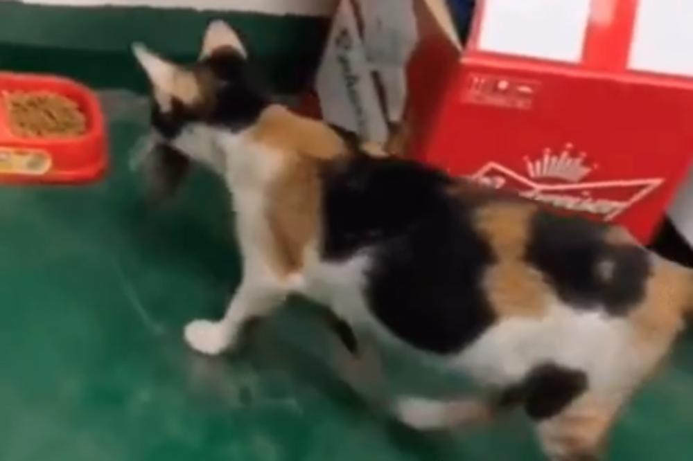 CEO SVET ŠERUJE OVAJ SNIMAK! Ova mačka je POBEDILA! (VIDEO)