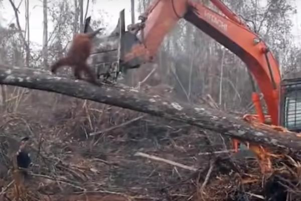 ORANGUTAN SE BORI PROTIV BAGERA KOJI RUŠI NJEGOV DOM: Ovaj snimak prikazuje sve ono NAJGORE u vezi čovečanstva
