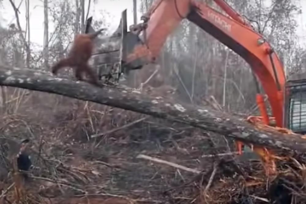 ORANGUTAN SE BORI PROTIV BAGERA KOJI RUŠI NJEGOV DOM: Ovaj snimak prikazuje sve ono NAJGORE u vezi čovečanstva