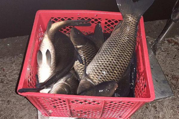 SRPSKI CARINICI SU ZAPLENILI 2 TONE RIBE! Sav šaran je istovaren, EVO U ČEMU JE BILA CAKA (FOTO)