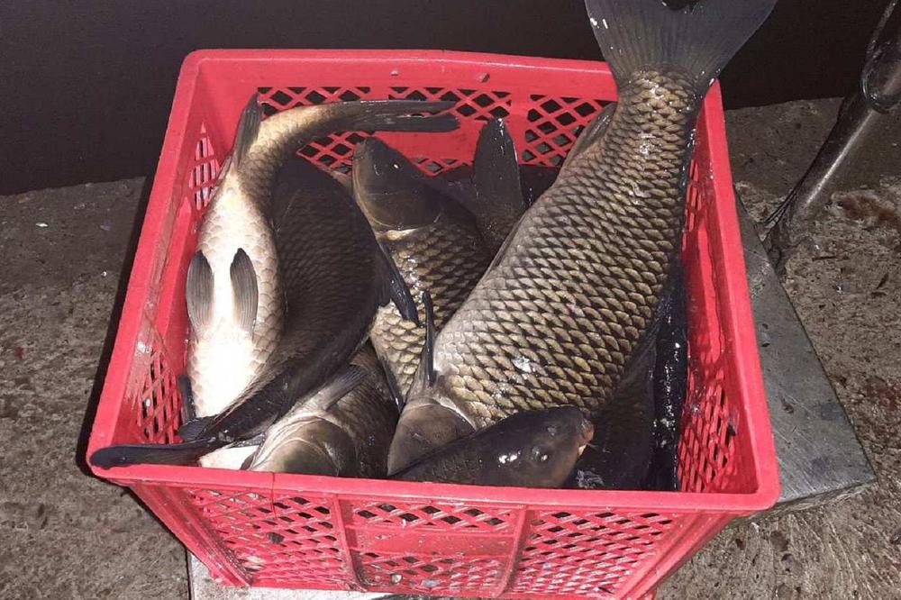 SRPSKI CARINICI SU ZAPLENILI 2 TONE RIBE! Sav šaran je istovaren, EVO U ČEMU JE BILA CAKA (FOTO)