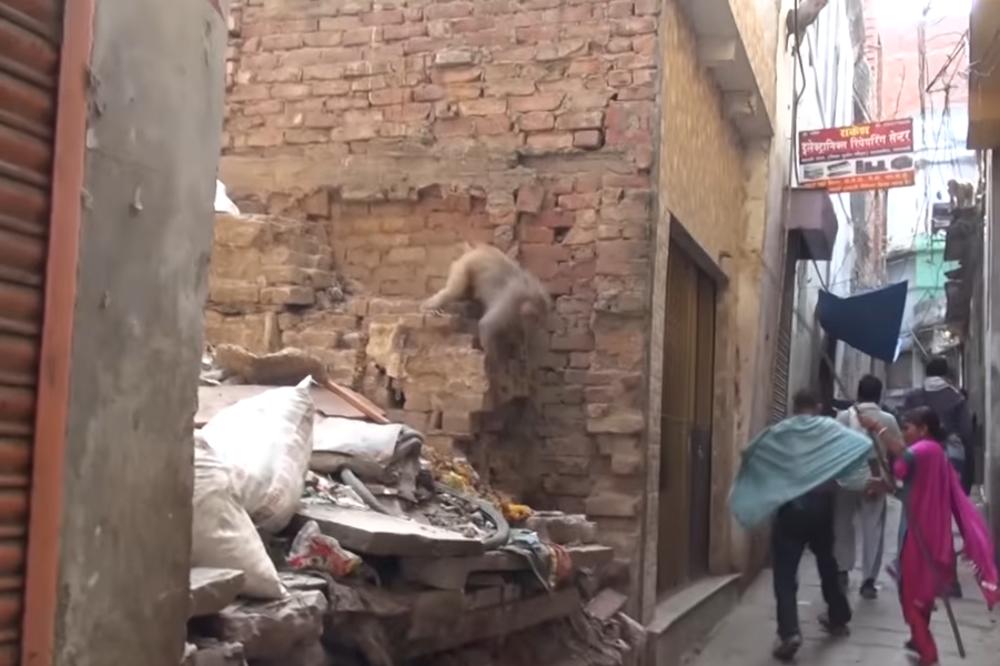 ŽIVOTINJA UBILA BEBU OD ČETIRI MESECA: Odveli su je u bolnicu ali nije joj bilo spasa!