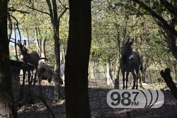 U SRBIJI SE POJAVIO MONSTRUM! Učinio je UŽASNU STVAR na salašu pored Apatina! (FOTO)