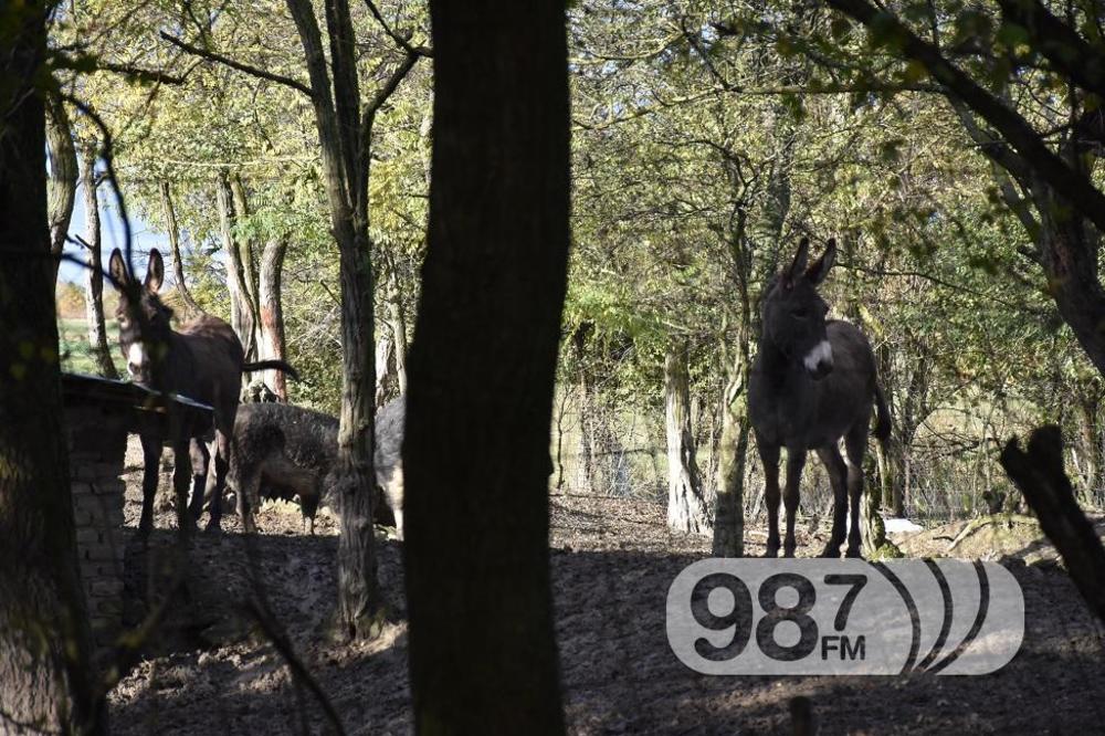 U SRBIJI SE POJAVIO MONSTRUM! Učinio je UŽASNU STVAR na salašu pored Apatina! (FOTO)