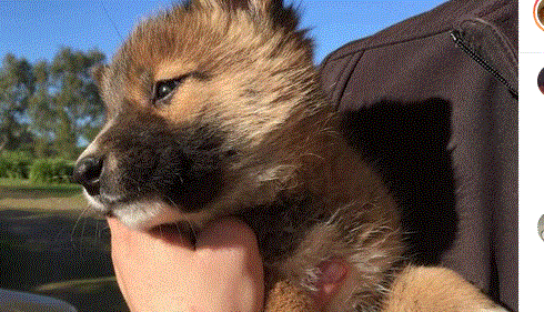 UMRO JE NAKON ŠTO GA JE LIZNUO PAS! Smrtonosnu infekciju izazvala je bakterija koju nose SVI LJUBIMCI