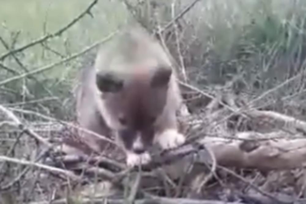 OVAJ MALIŠA JE ISPAO IZ KANDŽI ORLA: Mislili su da je OBIČAN PAS, a onda je usledilo IZNENAĐNJE! (FOTO)