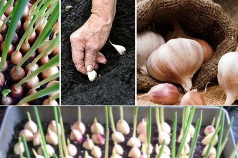 POSLE OVOGA NIKADA NEĆETE KUPOVATI BELI LUK! Na ovaj NAČIN ga zasadite kod kuće! GRIP ĆE VAS ZAOBIĆI OVE ZIME