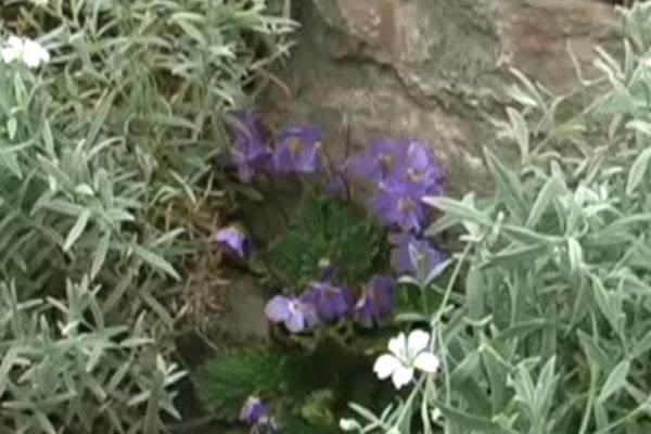 OVAJ CVET JE SIMBOL SRPSKOG NARODA: Znate li NEVEROVATNU PRIČU o tome kako je pronađen?