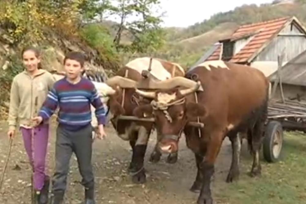 MILICA I MILAN SU NAJSLAĐA I NAJHRABRIJA DECA U SRBIJI: Vuk im je PRVI KOMŠIJA, a MEDVED najbolji drug!