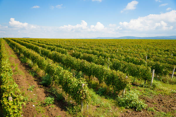 SVAKO KO PRODAJE GROŽĐE SE MORA REGISTROVATI! Gazdinstva koja se upišu u REGISTAR mogu da očekuju OVO!