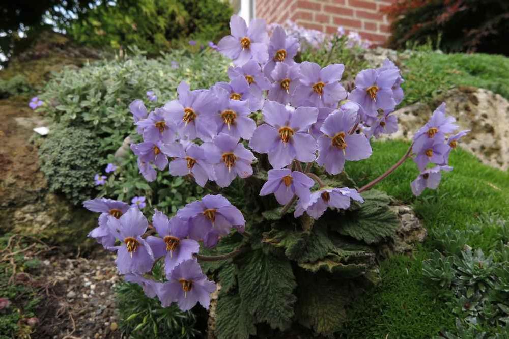 NATALIJINA RAMONDA JE SIMBOL POBEDE U PRVOM SVETSKOM RATU: Izuzetno je retka, a ima ZAPANJUJUĆU SPOSOBNOST