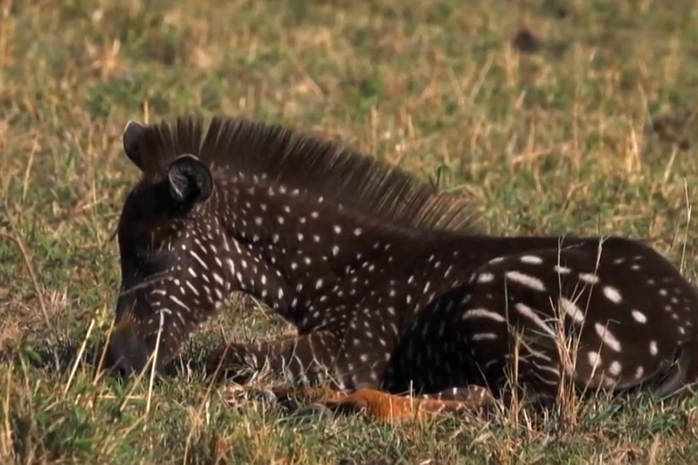 OVO DO SAD NISTE VIDELI: Beba zebra rođena sa tačkicama umesto sa prugama! (FOTO)
