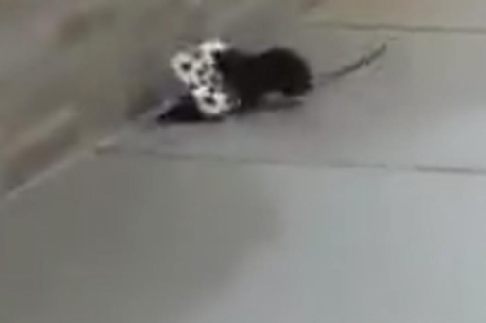 SNIMLJEN SUPERMIŠ (SUPERPACOV, REALNO)! Stvarno, DA LI JE MOGUĆE šta je uradio ovaj glodar?! (VIDEO)