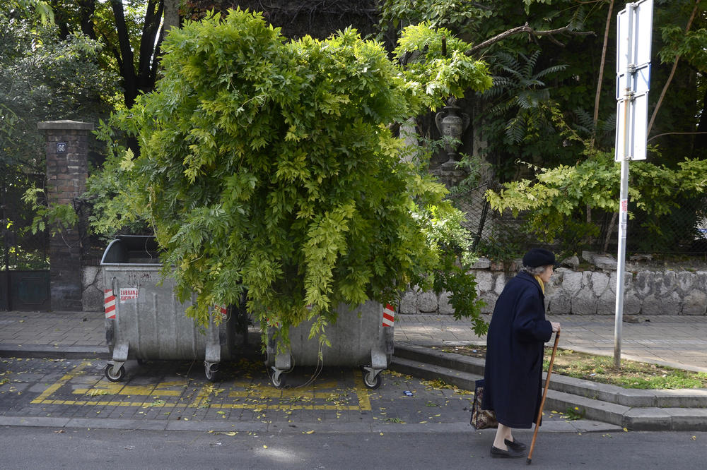 KOŠAVA JE OBORILA DRVO U BEOGRADU, POVREĐENI SU MAJKA I DETE!