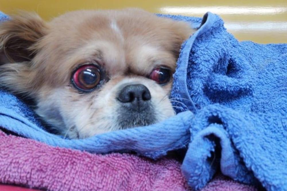 NEKI MONSTRUM JE SILOVAO PEKINEZERKU MIMI! Ceo Balkan je ZGROŽEN ovim slučajem! (FOTO)