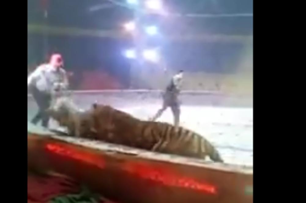 TIGAR I LAV NAPALI KONJA U CIRKUSU: Snimljena prava DRAMA! (VIDEO)
