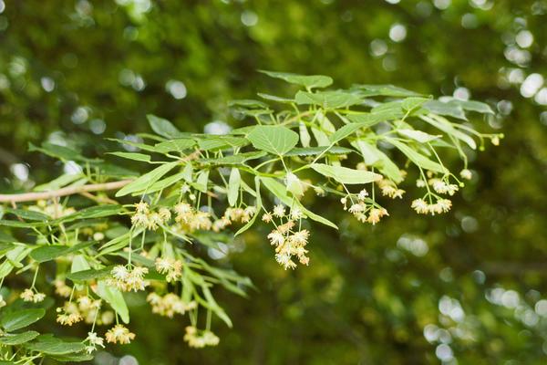 ČAJ OD OVE BILJKE USPEŠNO SKIDA VISOKU TEMPERATURU: Ublažuje glavobolju i povećava otpornost organizma