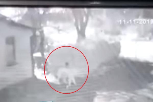 MIGRANT JE SILOVAO PSA U DVORIŠTU PORODIČNE KUĆE: Vlasnik u šoku nakon HORORA (VIDEO)