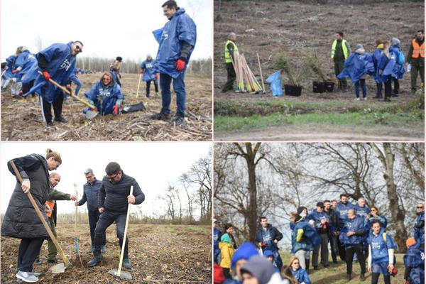 VOLONTERI NA 34 LOKACIJE DANAS SADE VIŠE OD 50.000 STABALA: Samo u Boljevcima zasađeno 4.000 stabala!