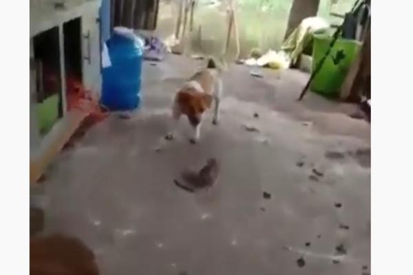 PACOV POBEDIO I MAČKU I PSA! Mala životinja nadmudrila sve, ovo će vas ZAPANJITI (VIDEO)