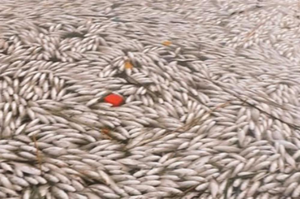 POMOR KOD BEČEJA! Pecaroši u strahu, ova riba bi mogla da završi na trpezi svakog od nas! (FOTO)