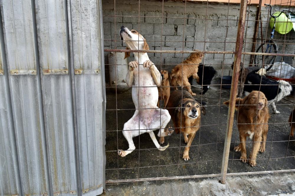 SRPKINJA UHAPŠENA U AUSTRIJI! Držala i izgladnjivala PSE, osećao se smrad IZMETA I URINA