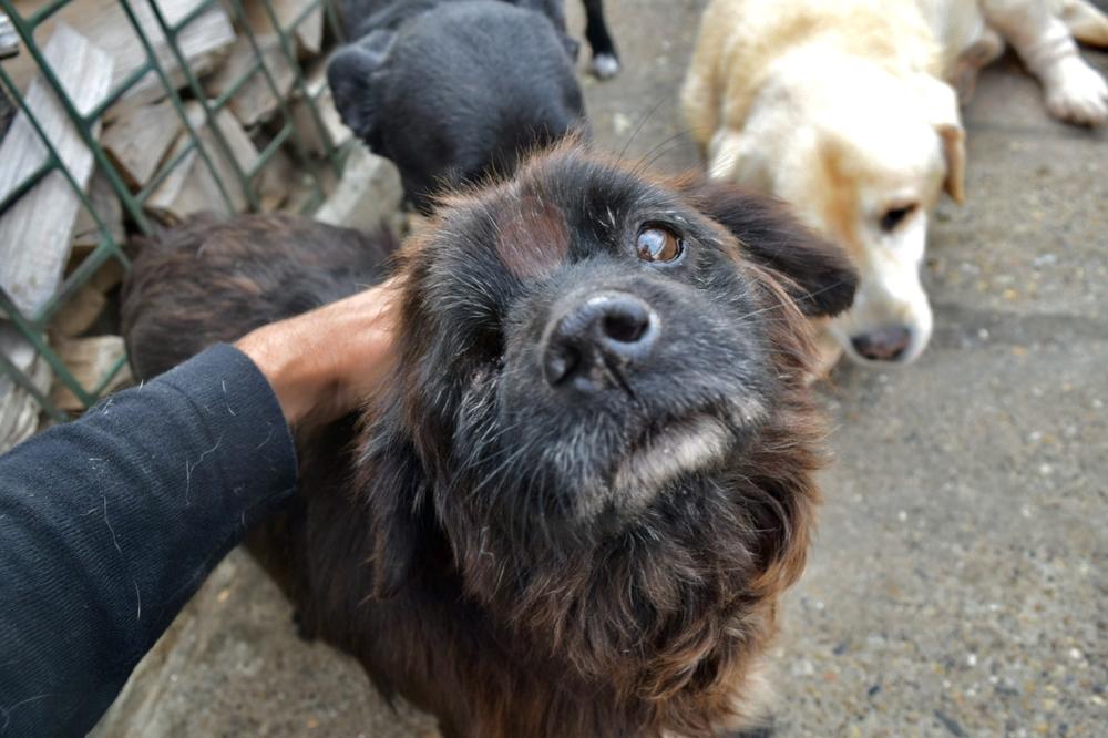 STRAHOTA: Mrtvog psa držao 24 sata u stanu, KOMŠIJE IZNELE DETALJE!