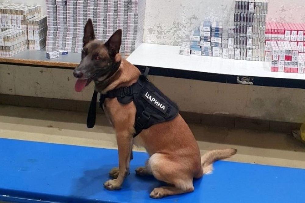 OVAJ PAS JE NAJVEĆI DUŠMANIN SRPSKIH KRIMINALACA! Svi ga se PANIČNO PLAŠE!