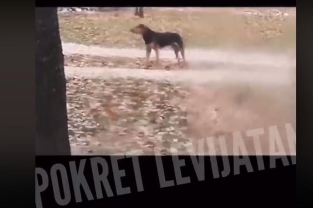 OTROVANI PSI U VOJNOM OBJEKTU: Jezivi snimci iz Kopnene zone bezbednosti PROCURIO U JAVNOST (FOTO)