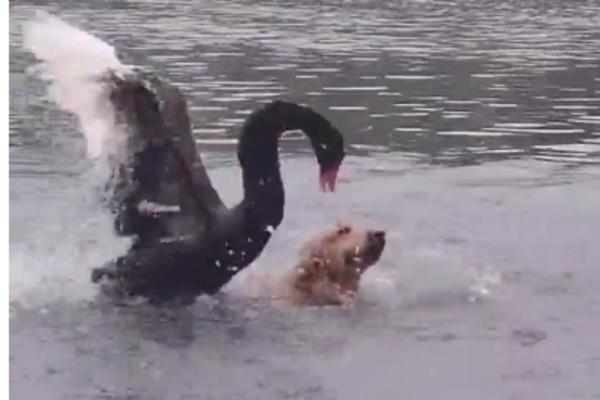 CRNI LABUD NAPAO ZLATNOG RETRIVERA: Pas plivao u jezeru kada se ptica obrušila na njega! Jedva se izvukao (VIDEO)