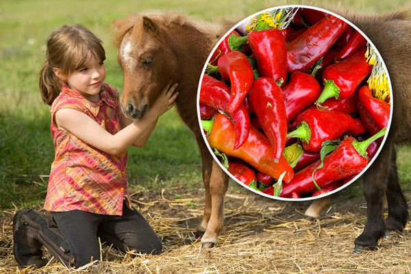 SAMO STAVI ČILI DA ZARASTE! Otac se požalio da je PONI njegovoj devojčici napravio RANU! Komentari su bili JEZIVI