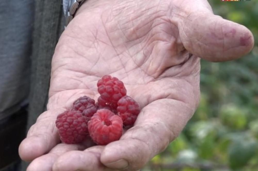 MALINA IZ OVOG SRPSKOG GRADA JE JEDINA KOJA ĆE IĆI KAO ALVA OVE GODINE: Postoji jedna caka, SVI JE ZATO HOĆE