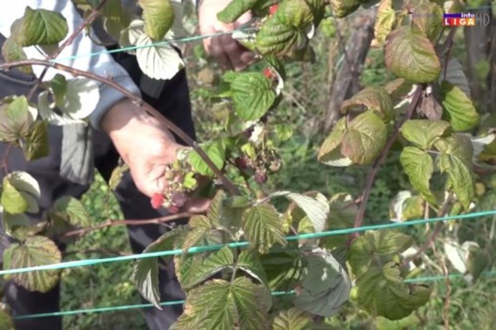 U IVANJICI SE DESILO ČUDO! Jutros su na njivama ljudi videli nešto što ne pamte u novembru (VIDEO)