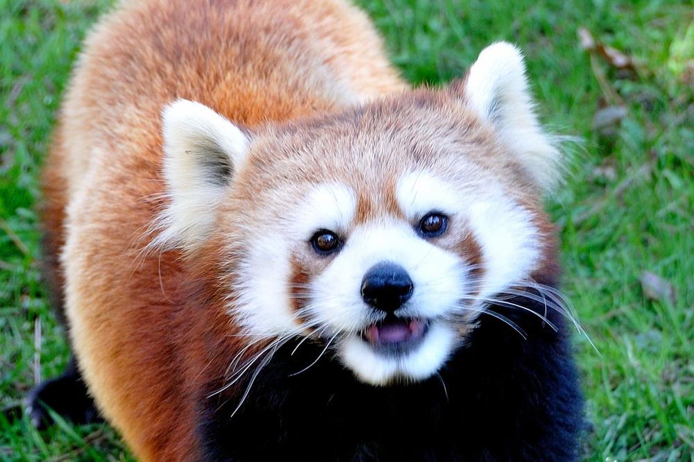 CRVENA PANDA POBEGLA IZ ZOOLOŠKOG VRTA: Ljudi se mole da NE POKUŠAVAJU da je UHVATE, evo i ZAŠTO