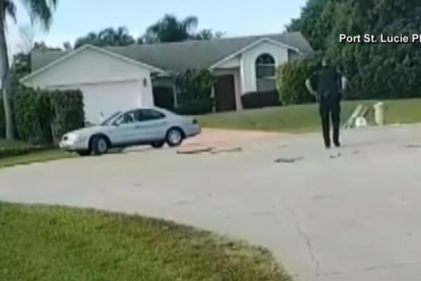 PAS VOZIO KOLA SAT VREMENA: Labrador uzeo menjač u šapu i krenuo da driftuje po putu!