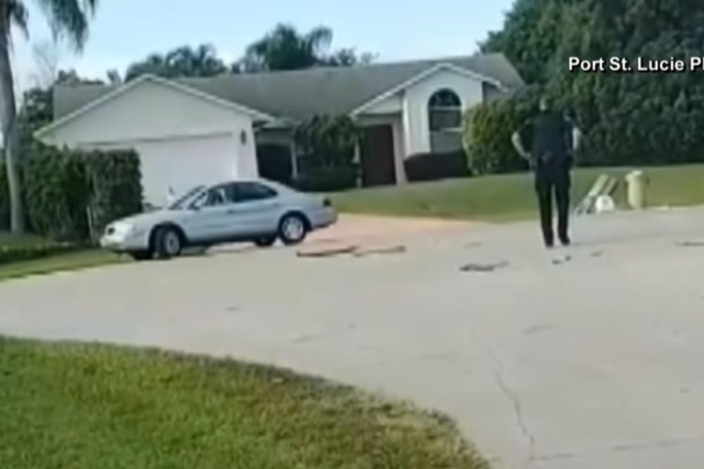 PAS VOZIO KOLA SAT VREMENA: Labrador uzeo menjač u šapu i krenuo da driftuje po putu!