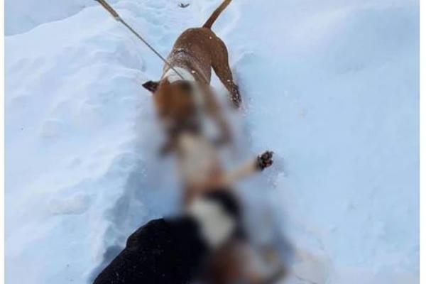 HOROR, MLADIĆ IZ SRBIJE TRENIRAO STAFORDE DA UBIJAJU MEŠANCE! Jezivi snimci se pojavili na DRUŠTVENIM MREŽAMA!