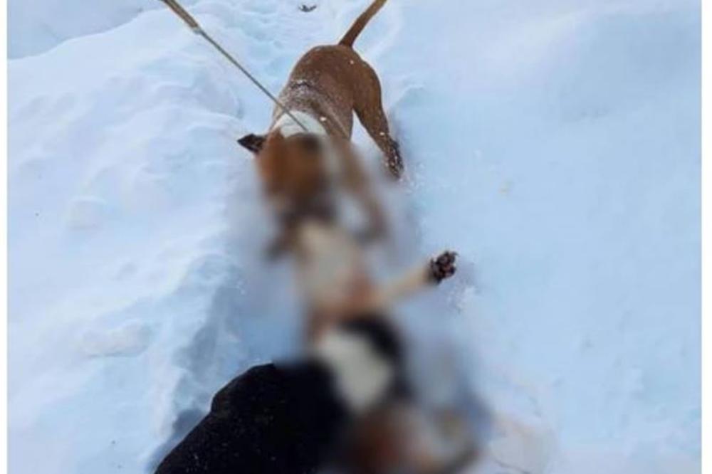 HOROR, MLADIĆ IZ SRBIJE TRENIRAO STAFORDE DA UBIJAJU MEŠANCE! Jezivi snimci se pojavili na DRUŠTVENIM MREŽAMA!