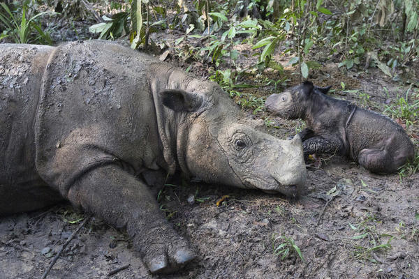 NA KORAK DO POTPUNOG IZUMIRANJA: Uginula poslednja ženka retkog nosoroga u zemlji, cela vrsta uskoro NESTAJE