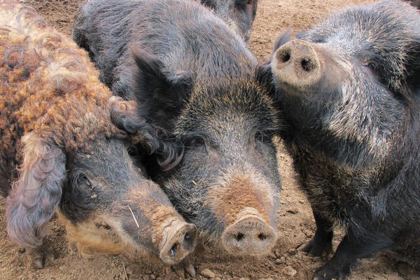 FARMER SE NAPIO I ZASPAO PORED SVINJA: Komšije su nekoliko dana kasnije zatekle JEZIVI PRIZOR!