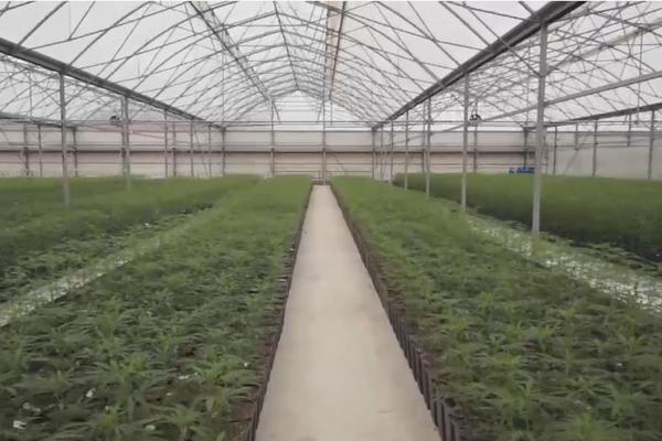 NA RAČUN FIRME U KOJOJ JE NAĐENA MARIHUANA GODIŠNJE SE SLIVALO 300 MILIONA EVRA! Vrtoglave sume U BIZNISU sa DROGOM