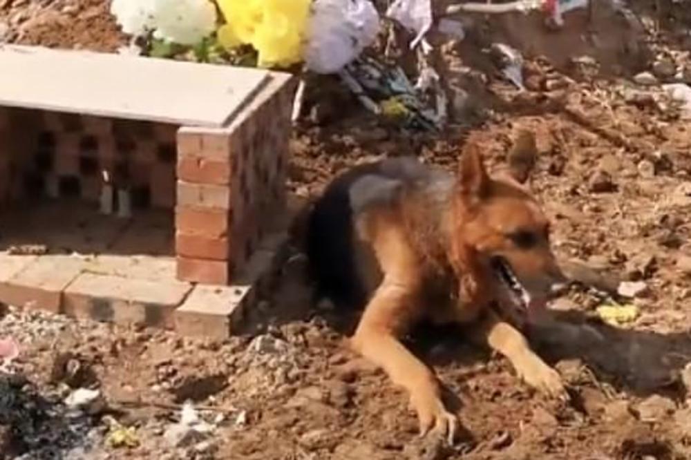 DEDA I PAS SU PROVELI ZAJEDNO 10 GODINA: Kada je starac umro, ljubimac je na njegovom GROBU uradio nešto DIRLJIVO!