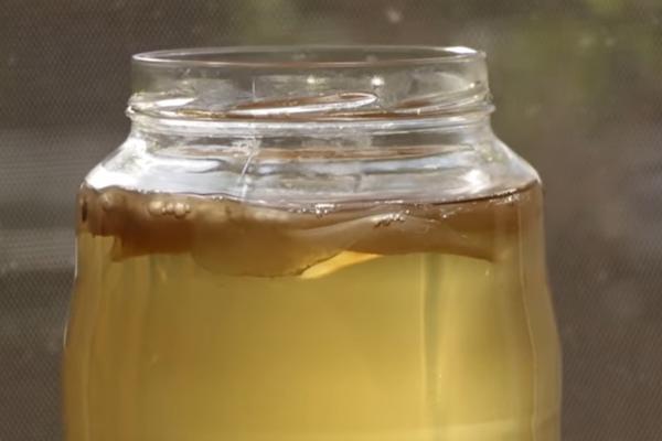 DARKO PRAVI NAPITAK OD GLJIVE KOJA JE POSTOJALA PRE HRISTA: Tvrdi da leči i najteže bolesti! (VIDEO)