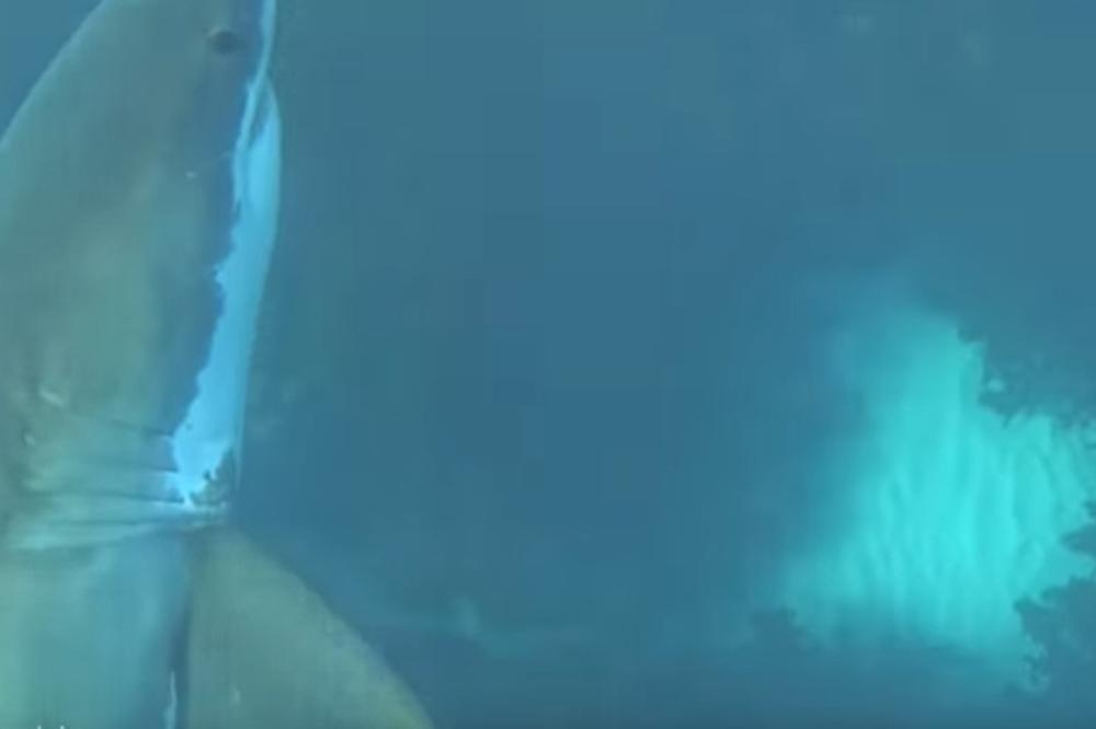 VELIKA BELA AJKULA NAPALA RONIOCE: Gledajte na sopstvenu odgovornost! (VIDEO)