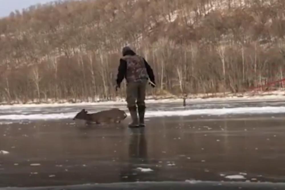OVO VRAĆA VERU U ČOVEČANSTVO: Otac i sin spazili JELENA zarobljenog na ledu, brzo su reagovali! (VIDEO)