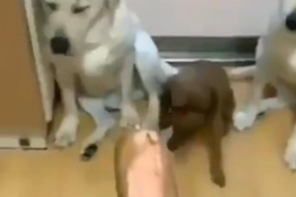 PSEĆE DRUKARE! Jedan od njih je pojeo salamu, a onda su svi počeli da upiru šapom na njega (VIDEO)